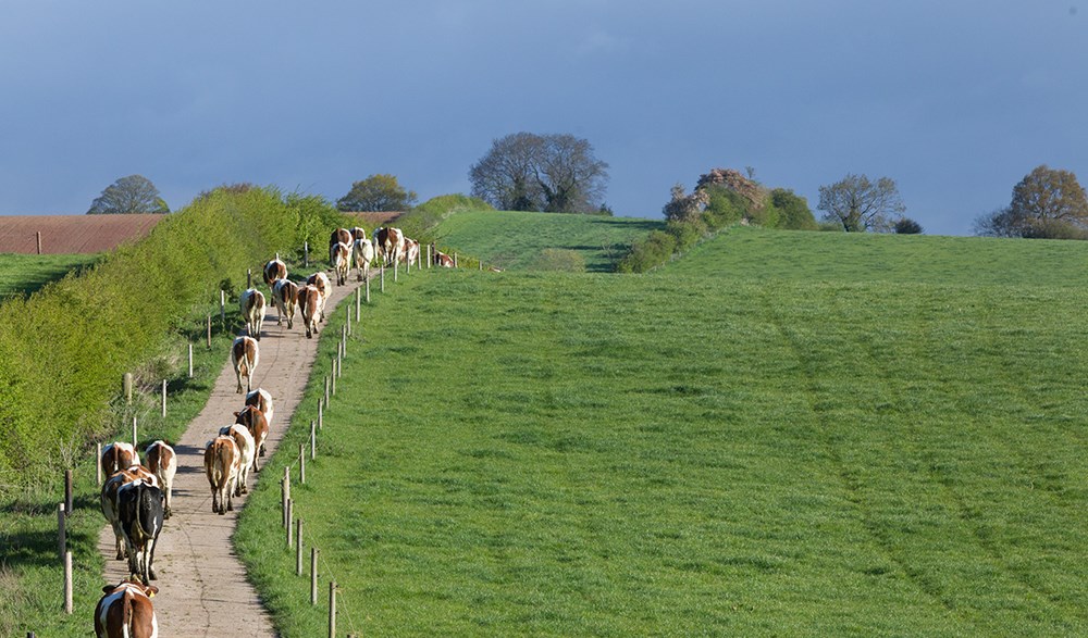 Brown and white dairy cows walking in line along a path next to a green field.